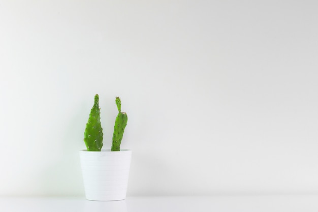 Pequeño cactus verde, recién plantado en maceta blanca con blanco.