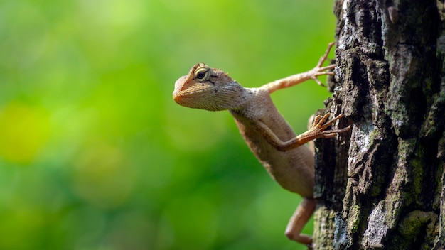 Pequeno camaleão na árvore, esperando o conceito