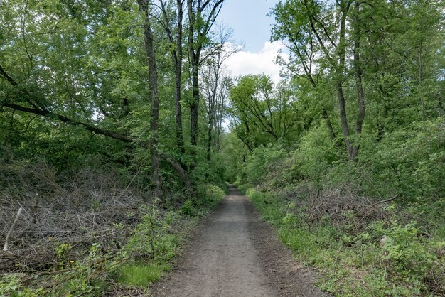 Un pequeño camino en el bosque verde.