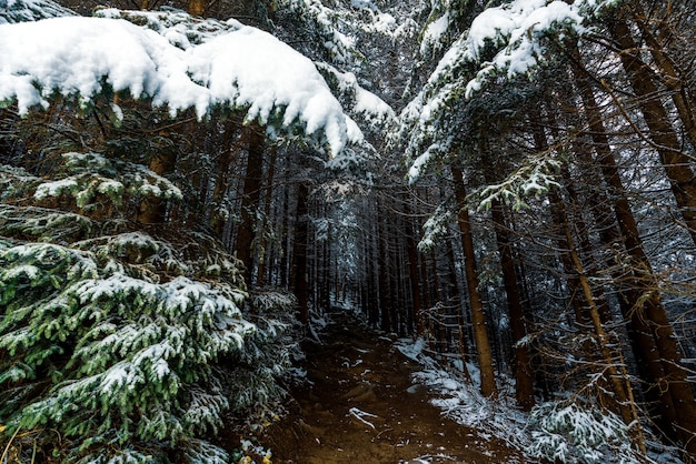 Foto un pequeño camino estrecho entre árboles de hoja perenne cubiertos de nieve blanca en un denso bosque cubierto de nieve conduce a las montañas de los cárpatos