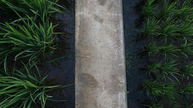 Foto un pequeño camino entre las plantas de arroz