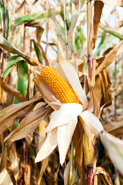 Pequeño campo agrícola donde se cultiva maíz.