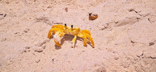pequeño cangrejo amarillo en la arena de la playa