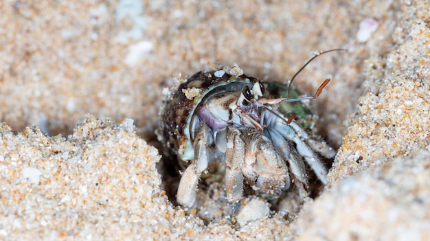 pequeño cangrejo ermitaño en la playa, tiro nocturno junto al océano