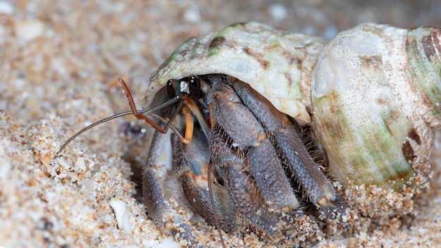 pequeño cangrejo ermitaño en la playa, tiro nocturno junto al océano