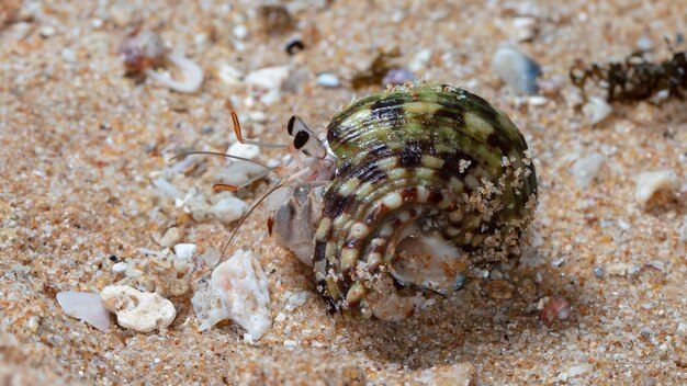 pequeño cangrejo ermitaño en la playa, tiro nocturno junto al océano