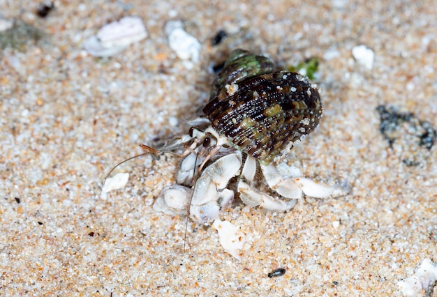 pequeño cangrejo ermitaño en la playa