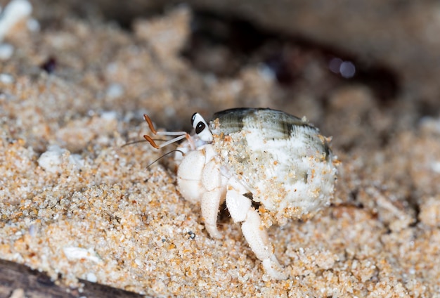 pequeño cangrejo ermitaño en la playa