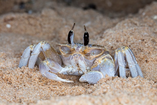 pequeño cangrejo en la playa