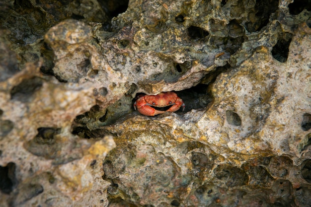 Pequeño cangrejo rojo en rocas