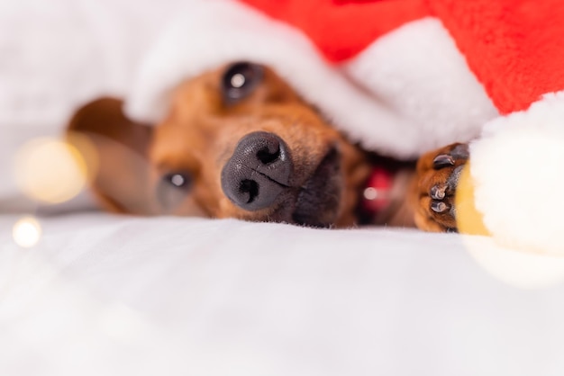 pequeno cão bassê com um chapéu de Papai Noel dorme em uma cama branca