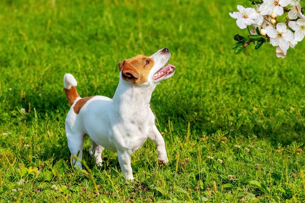 Pequeno cão bonito raça parson-russell terrier olha para flores de cerejeira brancas