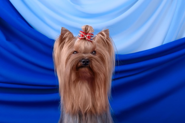 Foto pequeno cão bonito yorkshire terrier jogando em fundo azul