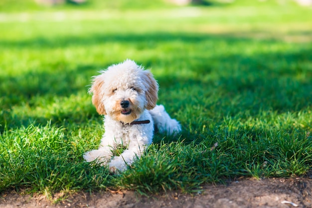 Pequeno cão branco bonito deitado na grama verde e amarela no parque