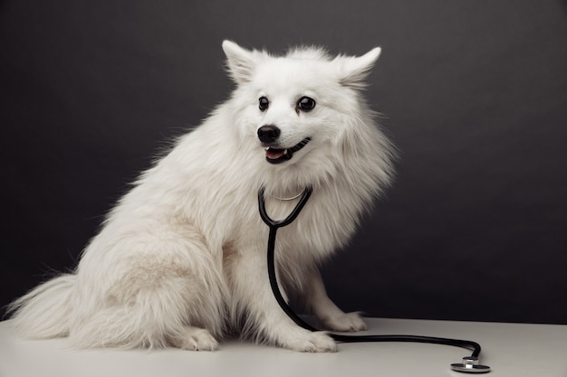Pequeno cão branco com estetoscópio na mesa na clínica veterinária em fundo cinza.