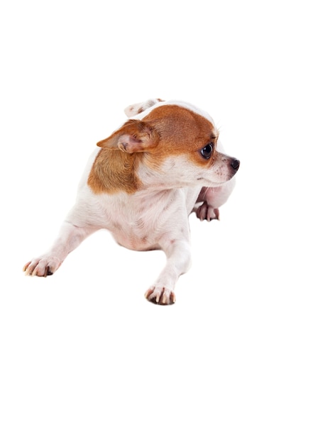 Pequeno cão castanho e branco
