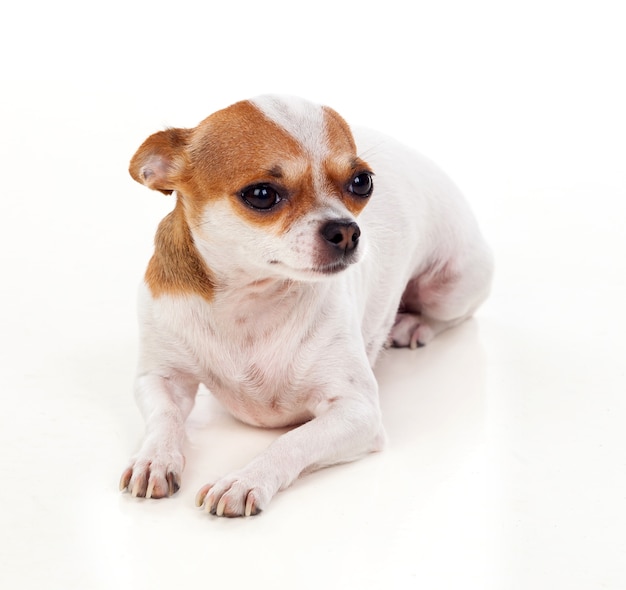 Pequeno cão castanho e branco