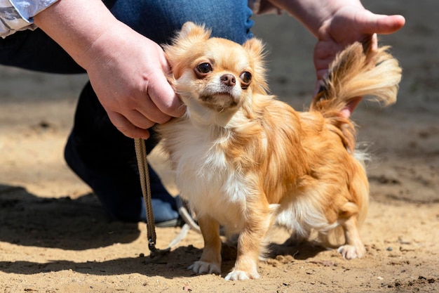 Pequeno cão chihuahua posando em uma exposição canina