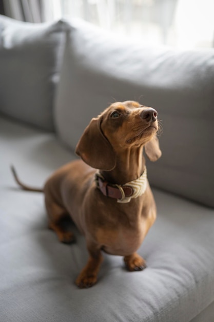 Pequeno cão dachshund no sofá cinza