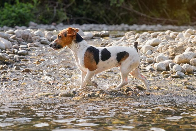 Pequeno cão Jack Russell terrier caminha na água rasa do rio em dia ensolarado, fundo desfocado de árvores.