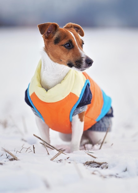 Pequeno cão Jack Russell terrier em jaqueta de inverno amarelo e azul laranja brilhante sentado no chão coberto de neve