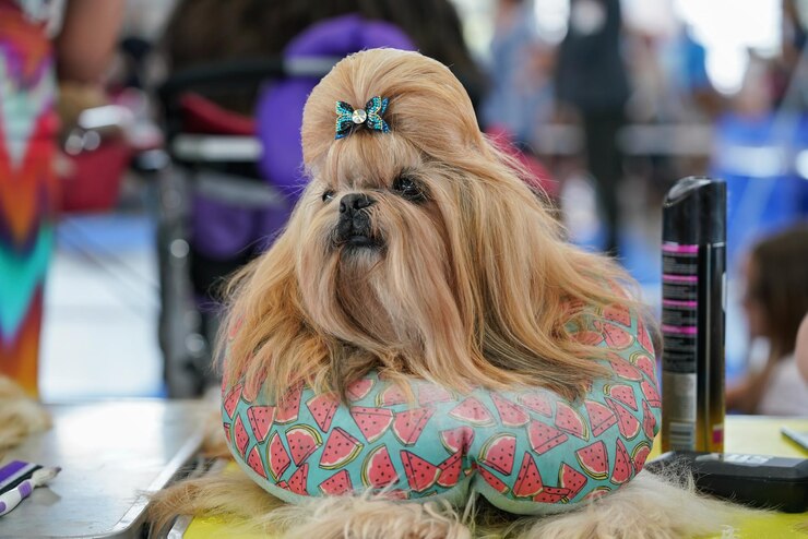 Foto pequeno cão shih tzu sendo preparado em concurso de exposição de cães.