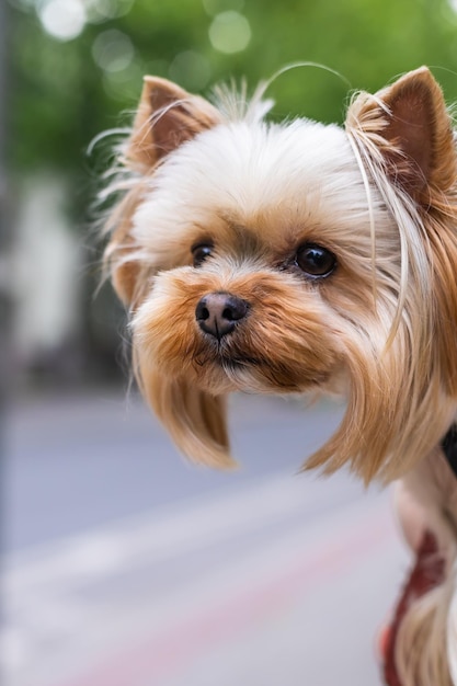 Pequeno cão yorkshire terrier na coleira olha curiosamente à distância