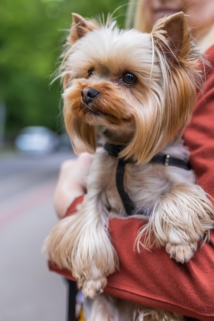 Pequeno cão yorkshire terrier nas mãos de uma mulher loira em uma jaqueta vermelha