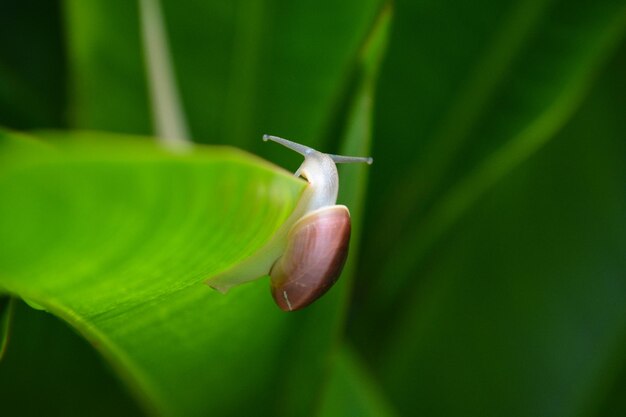 Foto pequeno caracol a abrandar a escalada