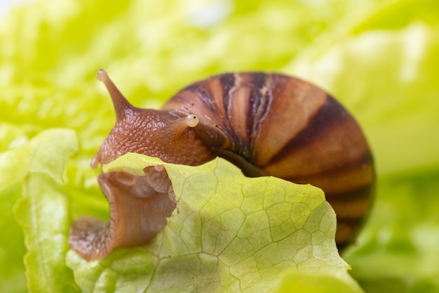 Pequeno caracol Achatina comendo uma folha de alface ou erva, close-up, foco seletivo.