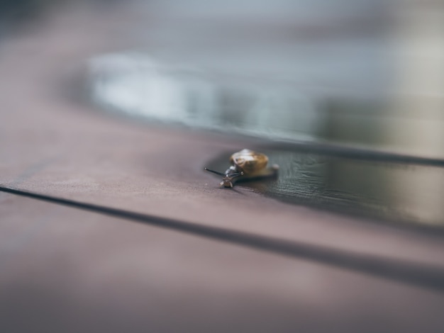 Pequeño caracol arrastrándose en piso mojado.