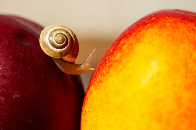 Pequeño caracol arrastrándose sobre nectarinas rojas maduras