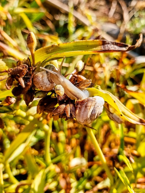 Un pequeño caracol blanco sobre las hojas verdes y los brotes secos de la planta El caracol se arrastra fuera del caparazón