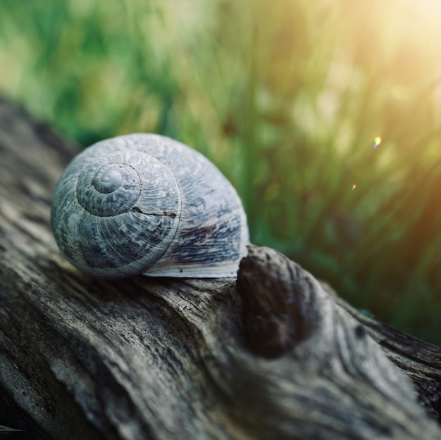 Foto pequeño caracol blanco en el suelo en la naturaleza