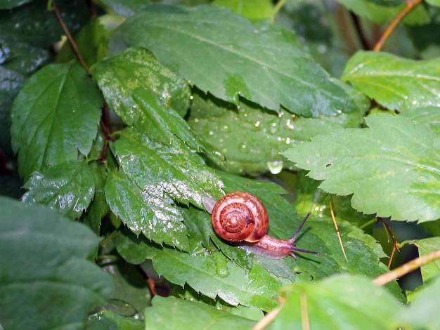 Un pequeño caracol en una concha se arrastra sobre las hojas en un día de verano en el jardín Caracol de tierra