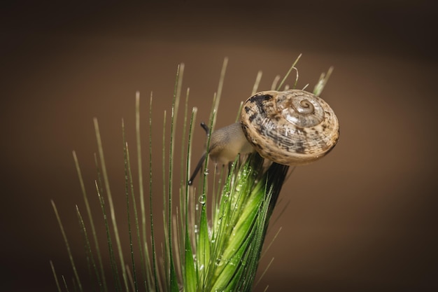 Pequeno caracol em foto macro de caule verde