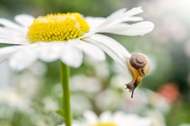 Pequeño caracol en una flor de manzanilla en verano