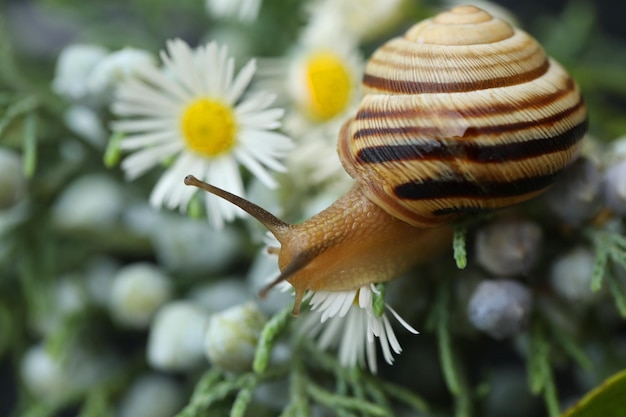 pequeño caracol hermoso en el jardín. primer plano al aire libre