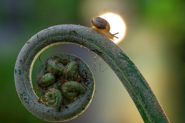 un pequeño caracol en la hoja de helecho en primavera