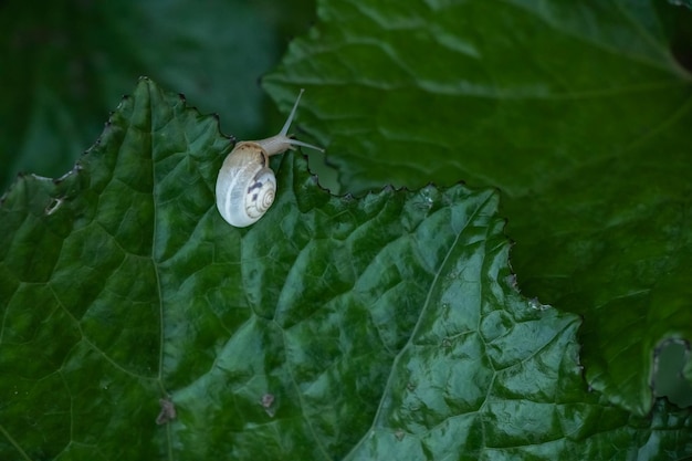 Pequeño caracol en una hoja verde