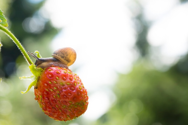 Pequeño caracol de jardín arrastrándose sobre fresa sobre un fondo de jardín