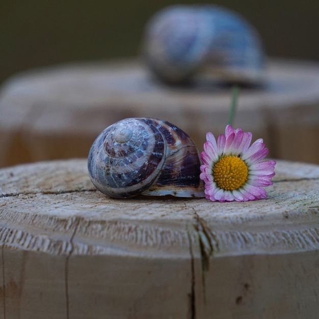 pequeño caracol en el jardín