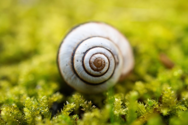 Foto pequeño caracol en el jardín