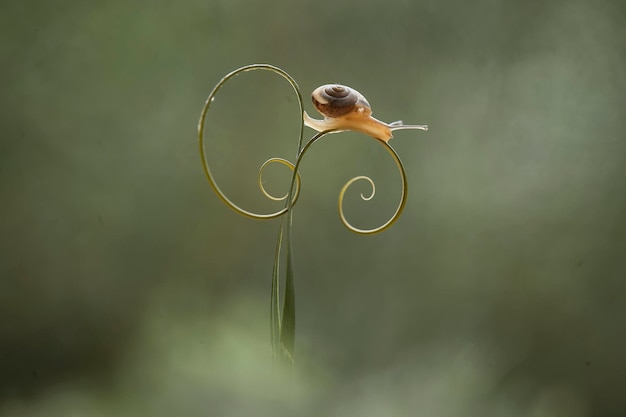 Foto pequeño caracol en un lugar único