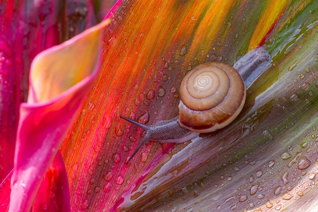 Pequeno caracol marrom na folha verdeUnha rastejando na folhaGotas de água abstratas na folha da florÁfrica