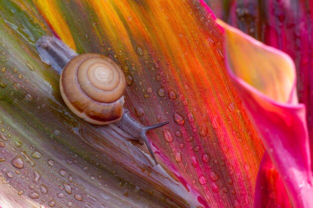 Pequeno caracol marrom na folha verdeUnha rastejando na folhaGotas de água abstratas na folha da florÁfrica