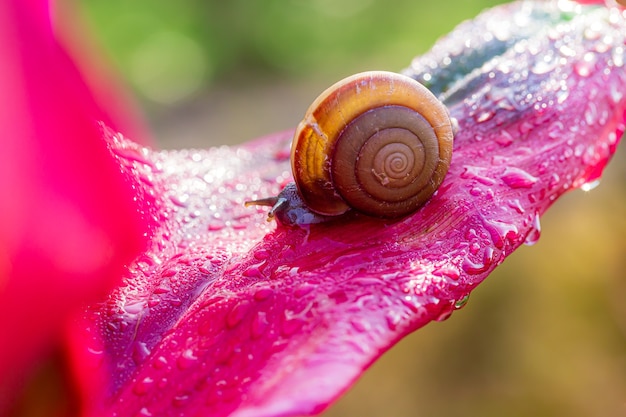 Pequeño caracol marrón sobre hojas verdes