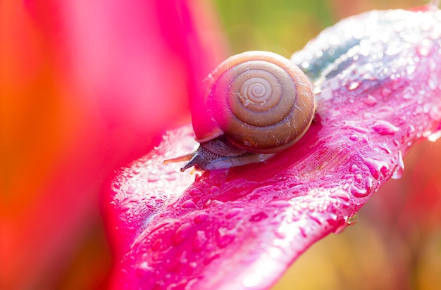 Pequeño caracol marrón sobre hojas verdes