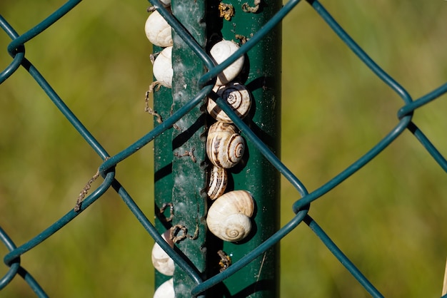 pequeño caracol en la naturaleza en la temporada de otoño