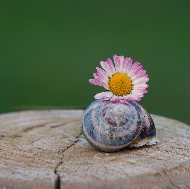 pequeno caracol no jardim